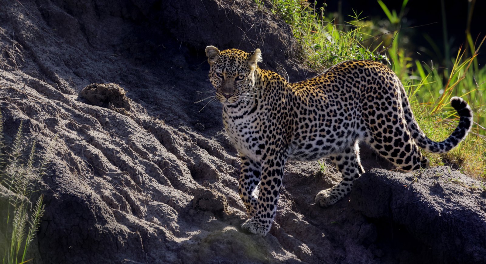 Masaimara Slide 3