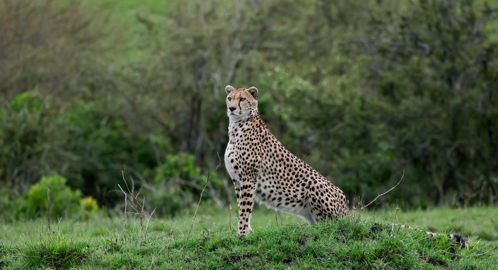 Masaimara Slide 17