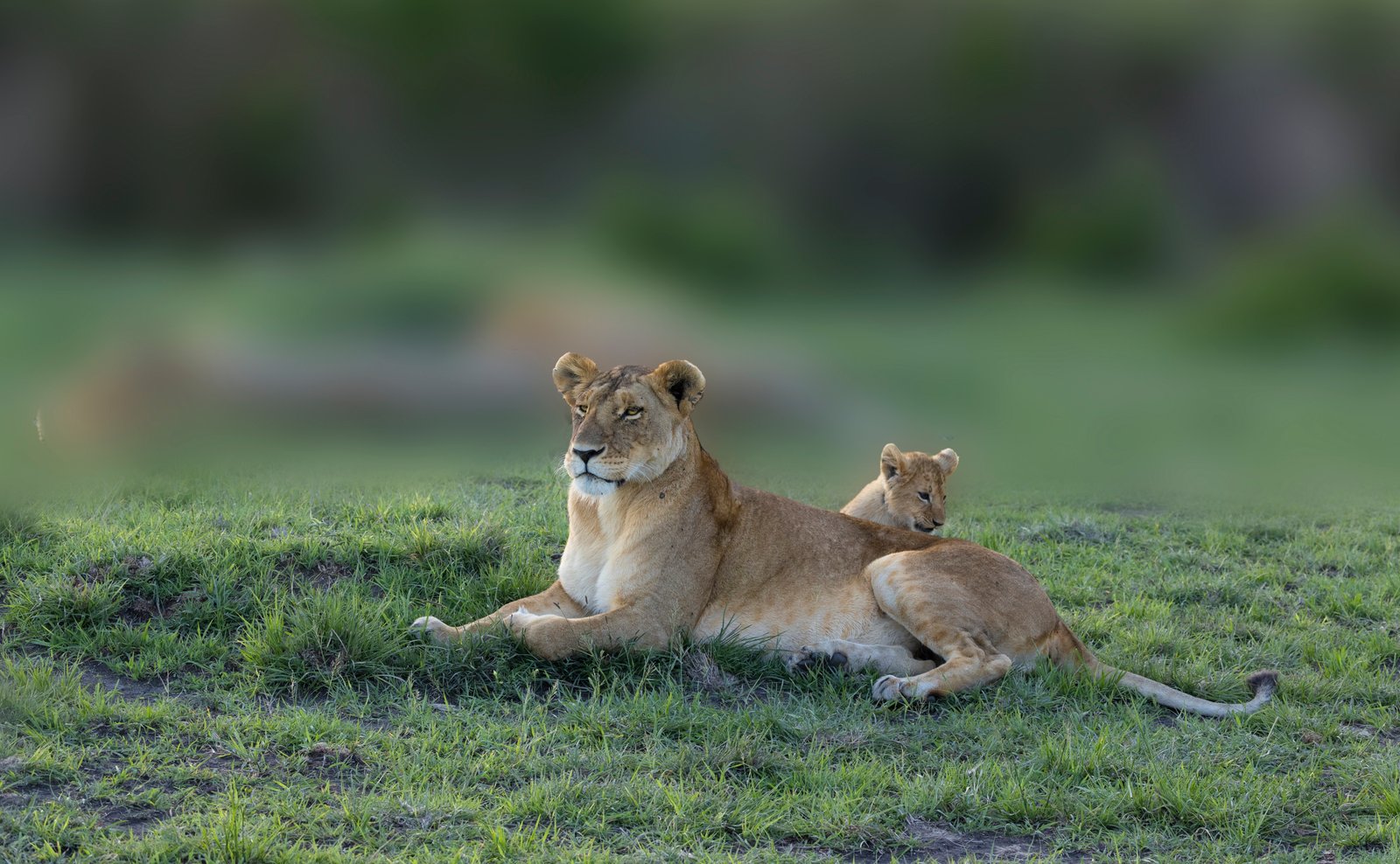 Lion % Cub