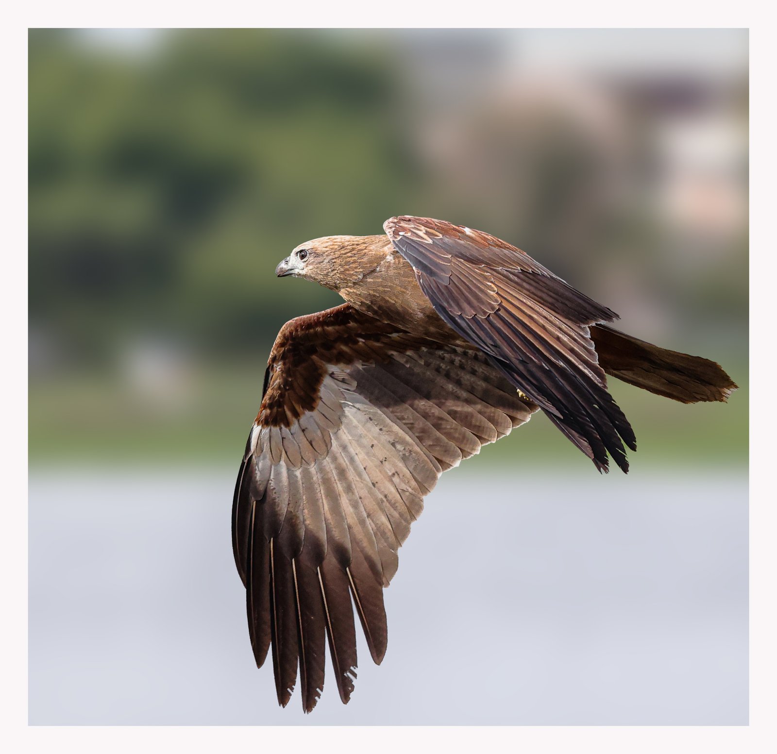 Black Kite