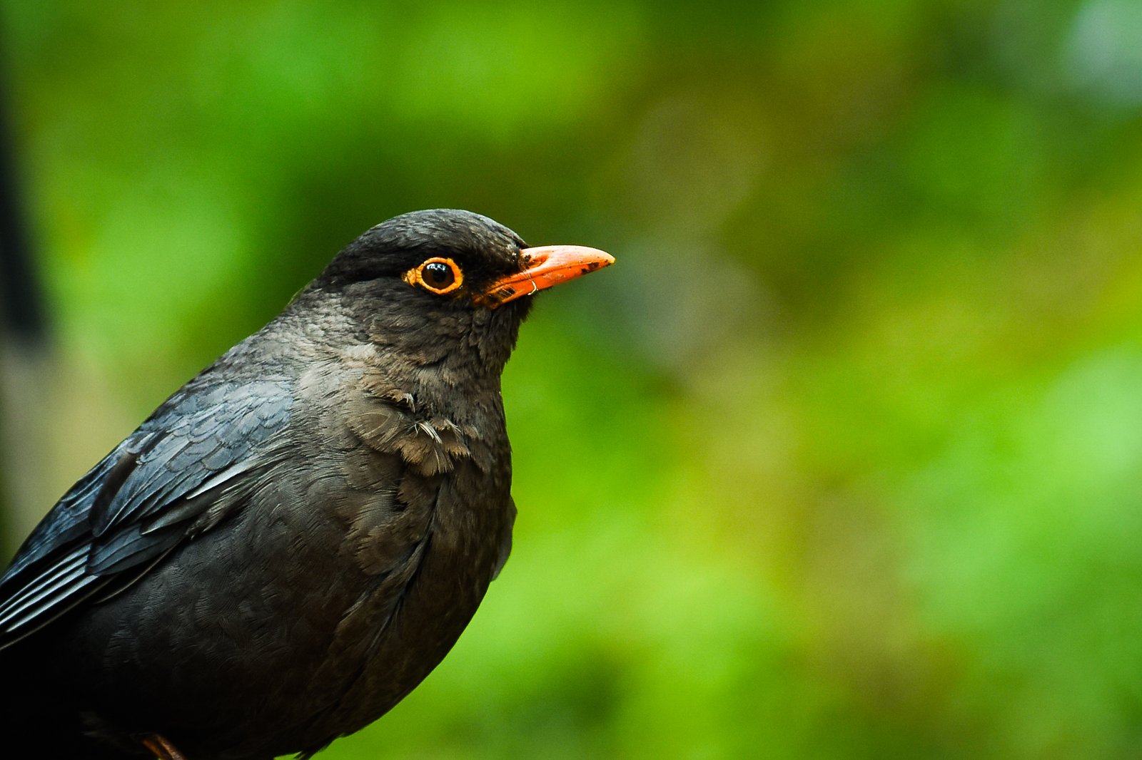 Indian Black Bird
